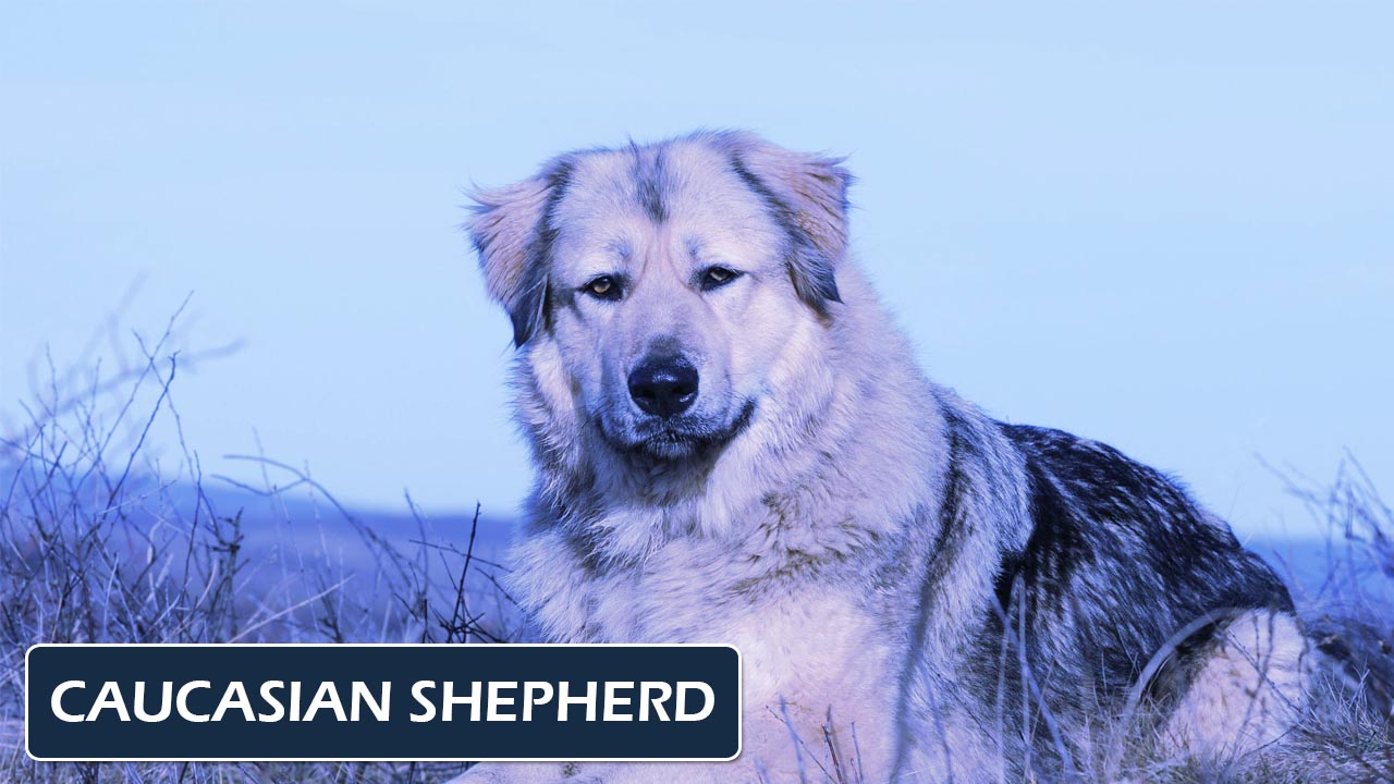 Caucasian Shepherd