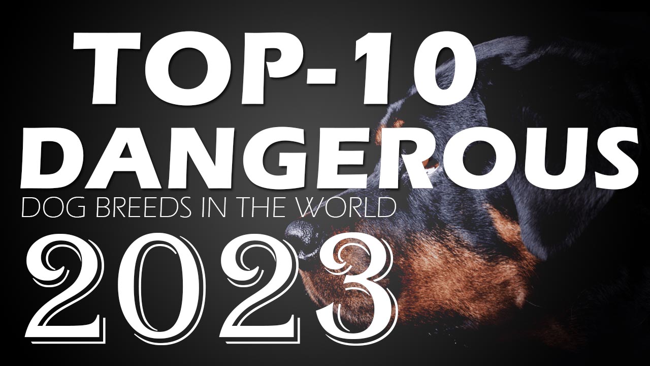Top 10 Dangerous Dog