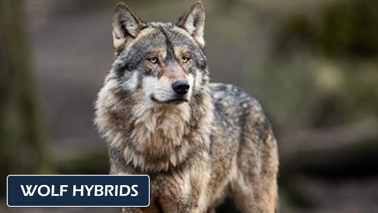 Wolf Hybrids