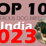 Top 10 Dangerous Dog Breeds in India (2023)